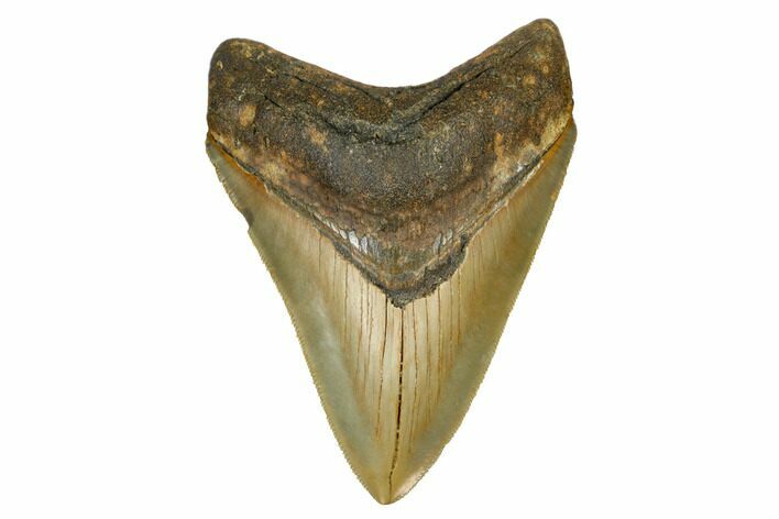 Serrated, Fossil Megalodon Tooth - North Carolina #172616